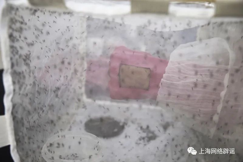 上海蚊虫密度将达全年高峰！但是，