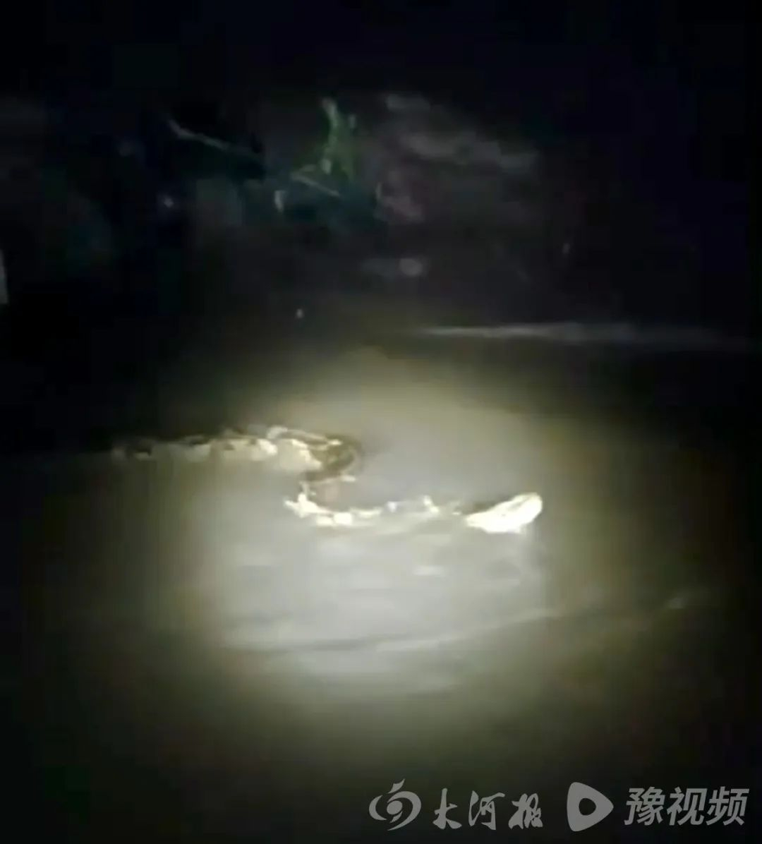 河南周口一河中发现巨型“长虫”