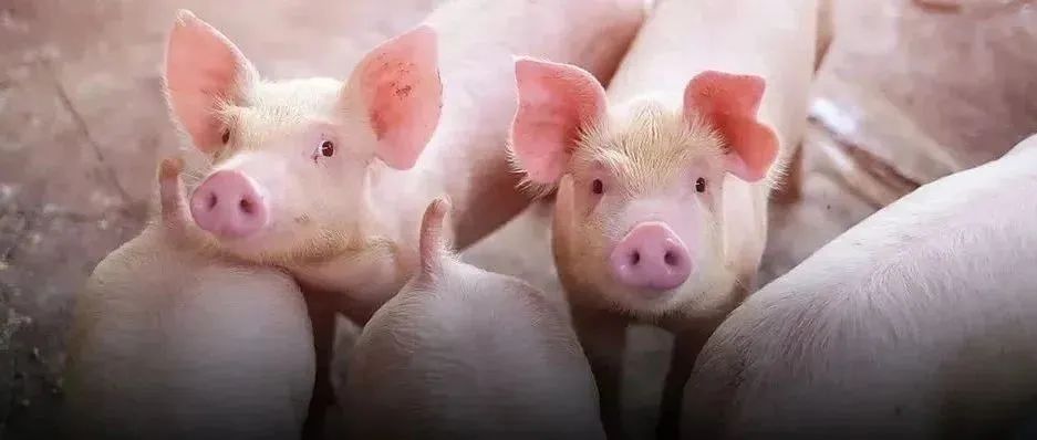 生猪140天饲养周期内用34种抗生素
