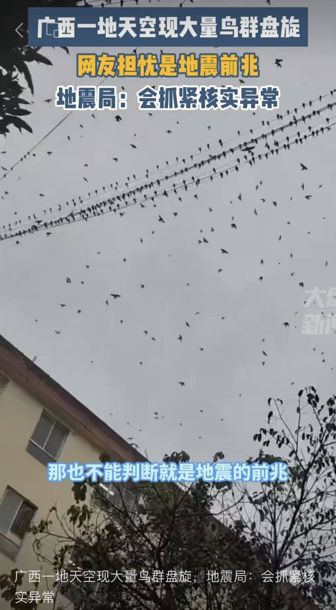 大量鸟类在天空盘踞是地震前兆？地