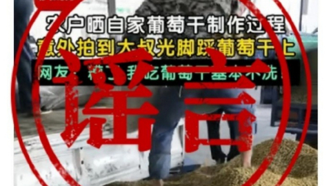 新疆和田光脚踩葡萄干