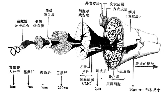 毛织物的缩水现象一般被称为"缩绒",而缩绒现象的产生关键原因还是