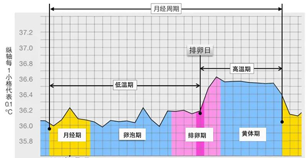 月经周期变化流程图图片