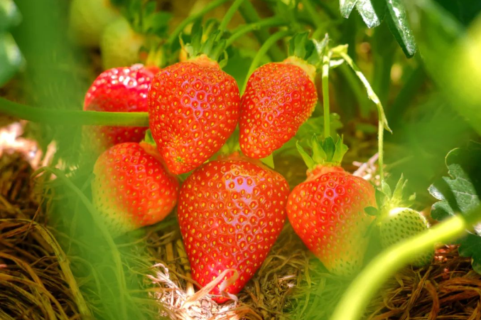 草莓是最“脏”的水果