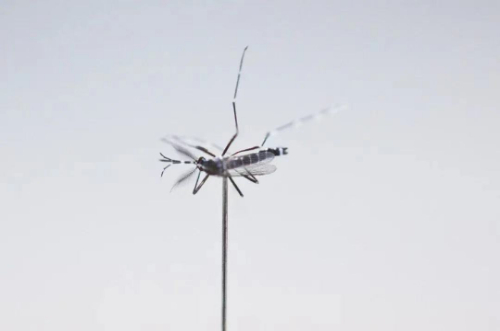 为什么感觉今年的蚊子变少了？