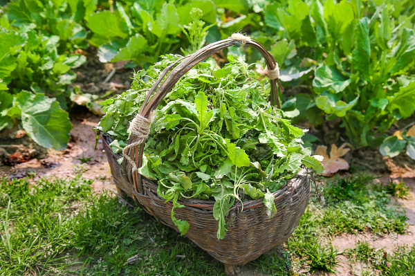 野菜＝绿色食品？避开认知误区，get野菜的“正确打开方式”