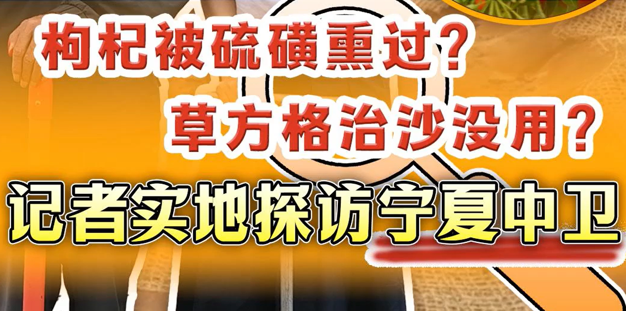 求真之旅 | 枸杞被硫磺熏过？草方格治沙没用？实地探访宁夏中卫